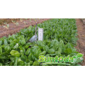 Dark Green fast  grow heat tolerant spinach seeds planter